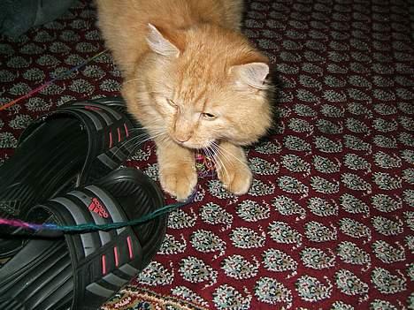 Huskat Miko - det sker han får en åbenbaring, garn er alså dejligt at bide i... billede 4