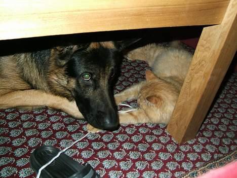 Huskat Miko - Og her er han med sin bedste ven, Bondo. Som hunden i huset går man ike glip af lidt hygge og leg. billede 5