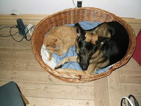 Huskat Miko - Til tider må bondo afgive lidt kurv til Miko. utroligt hvad man må finde sig i...Men Miko kom alså først, og det ses tydeligt. bondo er ganske enkelt ikke klar over at han vejer 40 kg mere end miko billede 6