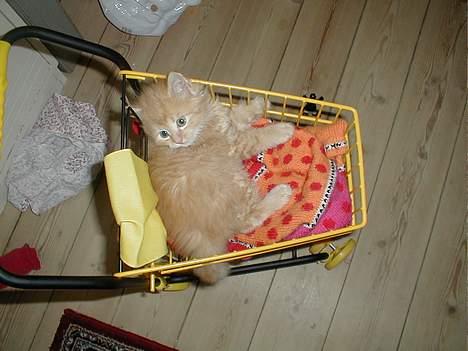 Huskat Miko - Miko var kun 4 uger, og skulle have været aflivet da han kom til os. han startede sit liv som vildkat da jeg snuppede ham med hjem. Men som i kan se kom han sig hurtigt. billede 7