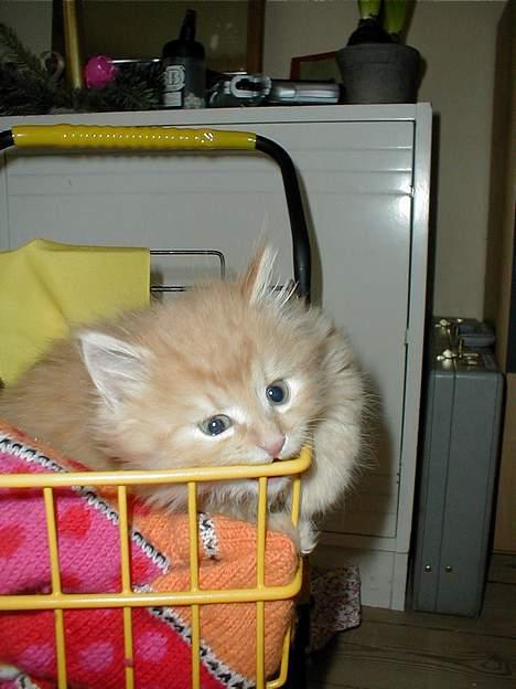 Huskat Miko - jeg ved godt han er voksen nu. meen det er da ike til at stå for. billede 8