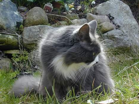 Blanding af racer Jogge billede 8