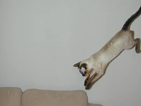 Blanding af racer Rexhåret Siameser-Bella - 1 2 3 hop billede 9