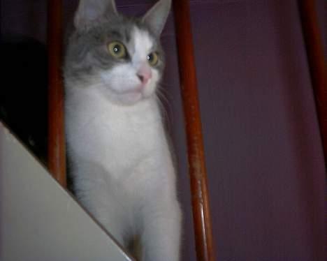 Huskat Kiki billede 10