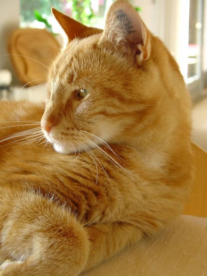 Huskat Garfield - garfield den dag i dag billede 1