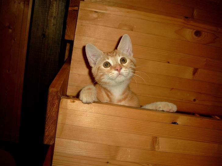 Huskat Garfield - tit tit billede 2