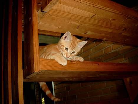 Huskat Garfield - Her er min ynglings plads, når jeg lige skal følge med i tingene fra fugle perspektiv. billede 3