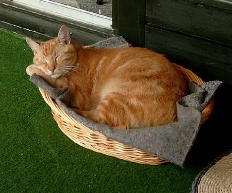 Huskat Garfield - den kurv her er snart ved at være for lille, ligger jo som sild i en tynde, men det nu godt med poten som pude.  billede 4