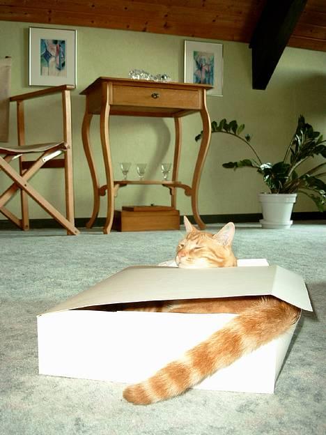 Huskat Garfield - Jeg er træt, lad mig være i fred. Jeg er ikke oplagt nu. billede 5