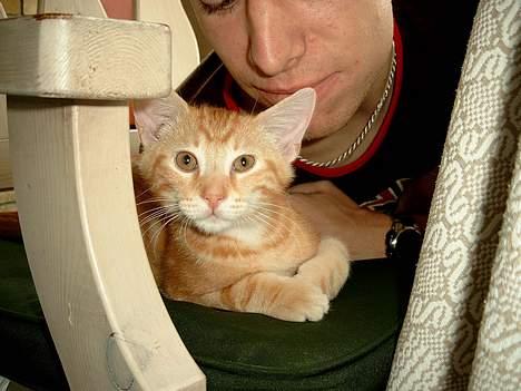 Huskat Garfield - Mig som bitte knægt, og meget nysgerring. Hey du, pas på mit ører. billede 6