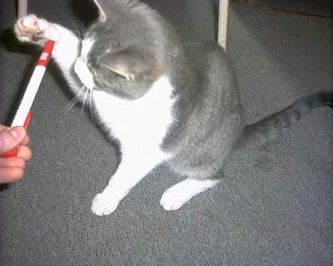 Huskat Kiki billede 11