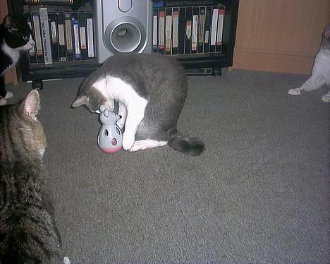 Huskat Kiki billede 12