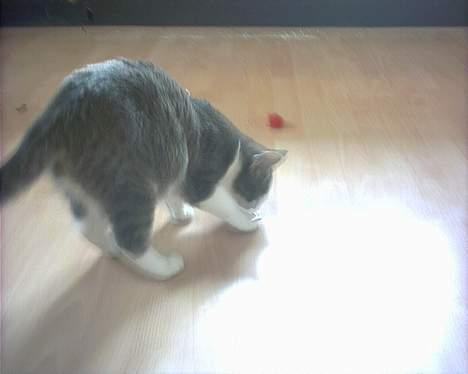 Huskat Kiki billede 13