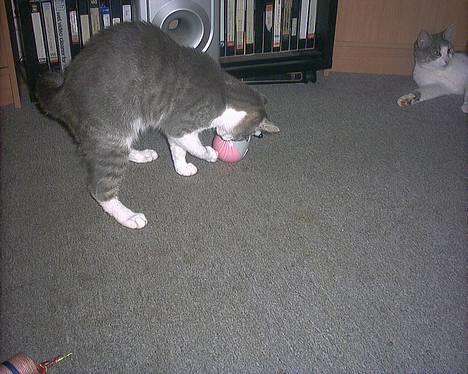 Huskat Kiki billede 14