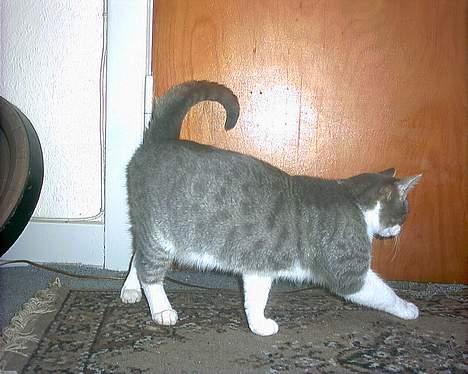 Huskat Kiki billede 15