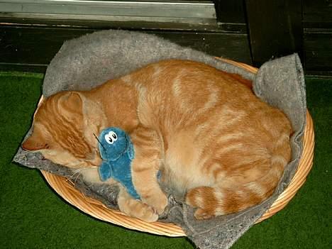 Huskat Garfield - Så blev jeg alligevel fanget i et sagligt øjeblik sammen med min bedste ven som er min blå bamse. billede 7