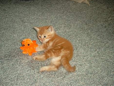 Huskat Garfield - Mig som Killing, er jeg ikke dejlig. billede 8