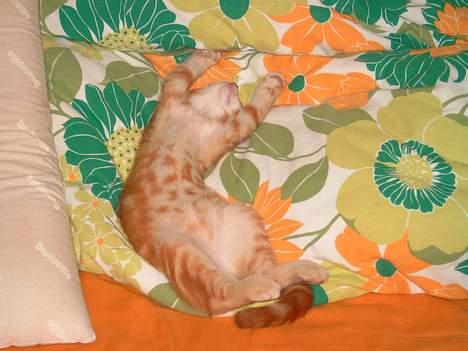 Huskat Garfield - så er der dømt afslapning. "sov godt" billede 9