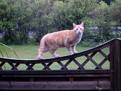 Huskat Garfield - Så er jeg kommet højt tilvejrs. Ligner lidt løvernes Konge, her kan jeg være kvarterets konge. billede 10