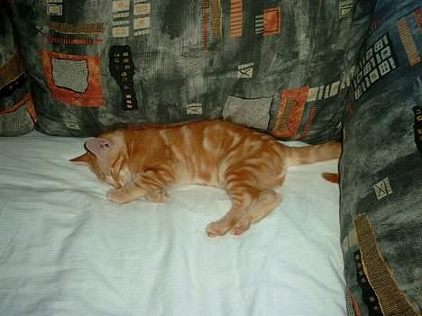 Huskat Garfield - Ja,- så sover jeg igen, laver da næsten heller ikke andet. billede 11