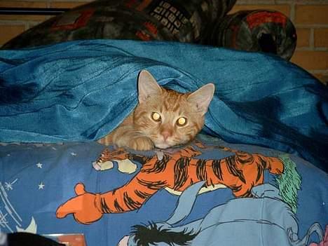 Huskat Garfield - så er der dømt hygge, det er nu dejligt at puttet under Martines dyne.  billede 13