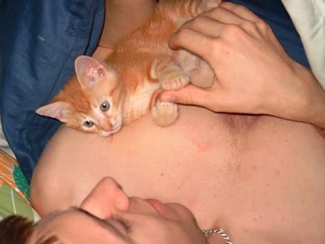 Huskat Garfield - Dette var mit ynglings sted om morgen de første mange uger af mit liv, der blev der virkelig hygget om mig. billede 14