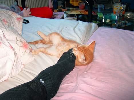 Huskat Garfield - sure tære, føj lad mig bide i dem så de bliver svækket! billede 15