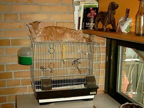 Huskat Garfield - Så ligger jeg her og slapper af sammen med fuglene, - måske er jeg den mest afslappet af os.! smil billede 16