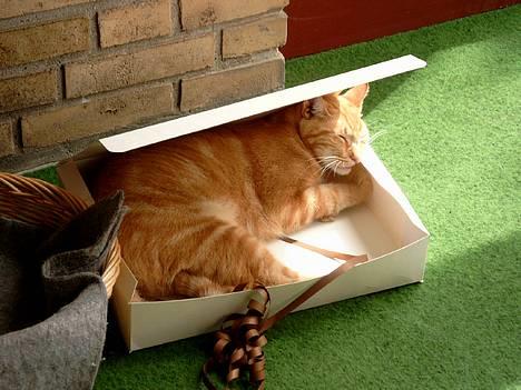 Huskat Garfield - Hvor blev jeg pludselig træt, det er ikke sådan at åbne gaver, men så er det godt jeg kan sove i æsken., Gab billede 17