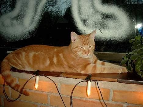 Huskat Garfield - Jeg er træt, og er ikke lige frisk på at lege model nu.  billede 18