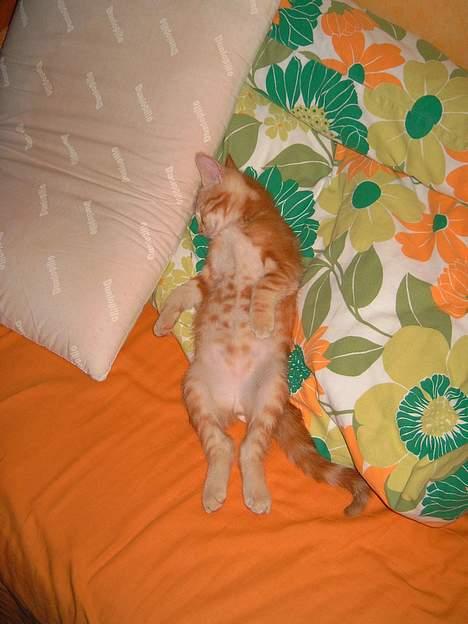 Huskat Garfield - Jeg slapper af i hele kroppen når jeg sover.  billede 19