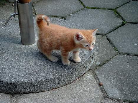 Huskat Garfield - Hvor er jeg dog lille, se den store verden der ligger her foran mine fødder. Hjælp. billede 20