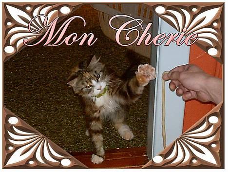 Maine Coon Mon Cherie---død--- - Skal jeg lappe dig en? billede 8
