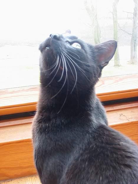 Huskat Hr. Mortensen - *NYT* Oh my heavenly cat!  billede 17