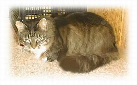 Norsk Skovkat Piv - Jeg holder øje med at alt går rigtigt til... billede 1