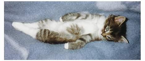 Norsk Skovkat Piv - Sååååå stoooorrrr billede 2