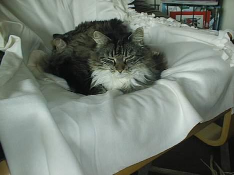 Norsk Skovkat Piv - Ja så er man kommet op fra gulvhøjde billede 3