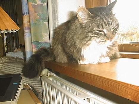 Norsk Skovkat Piv - Jeg holder øje med alle fugelene billede 4