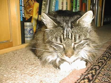 Norsk Skovkat Piv - Jeg er måske lidt sur nu??? billede 5