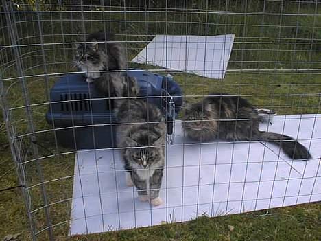 Norsk Skovkat Piv - Ja nu har Mor & Far ferie når vi er sat herud.. skønt billede 6