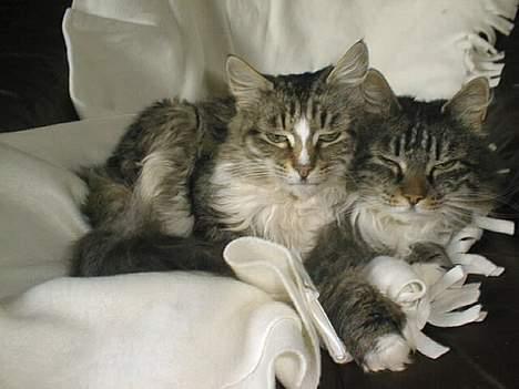 Norsk Skovkat Piv - Piv med Mor som stor billede 7