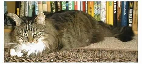 Norsk Skovkat Piv billede 8