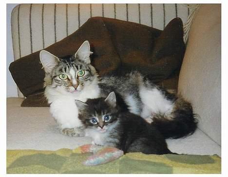 Norsk Skovkat Piv - Piv med Mor som lille billede 9