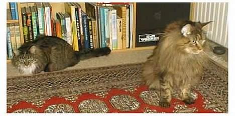 Norsk Skovkat Piv billede 10