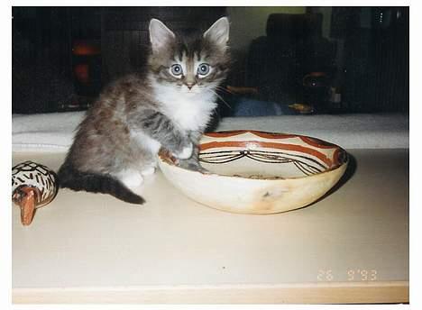 Norsk Skovkat Piv - Var jeg ikke bebårende som lille ??? billede 11