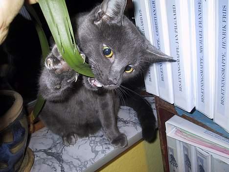 Blanding af racer ' frodo - død :'( billede 1