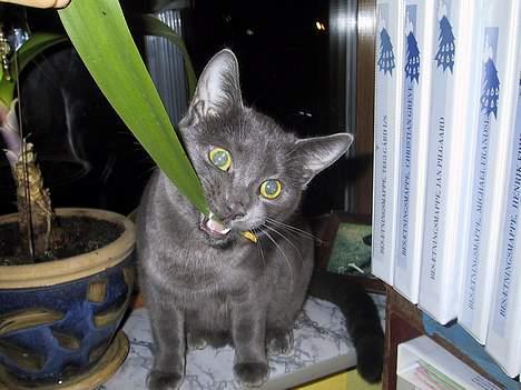 Blanding af racer ' frodo - død :'( billede 2