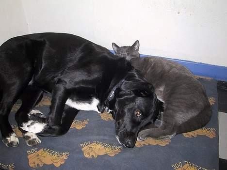 Blanding af racer ' frodo - død :'( billede 3