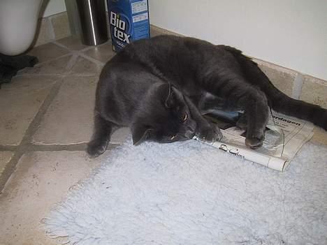 Blanding af racer ' frodo - død :'( billede 4