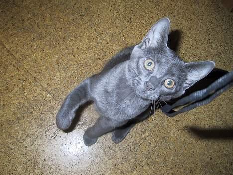 Blanding af racer ' frodo - død :'( billede 5